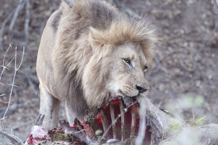 Lion Eating